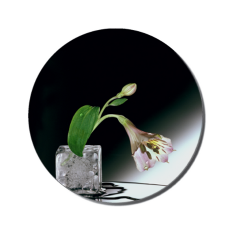 Flower on Ice Sandstone Coaster