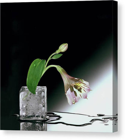 Flower on Ice - Canvas Print