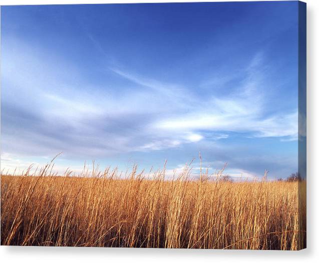 Winter Wheat - Canvas Print